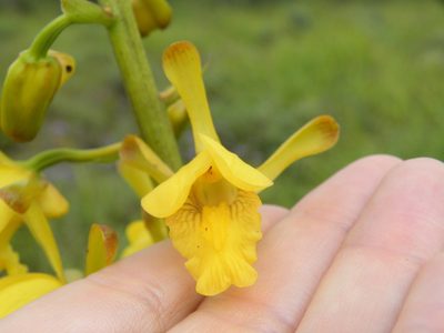 Eulophia angolensis, photographed by Antoinette Eyssell Knox