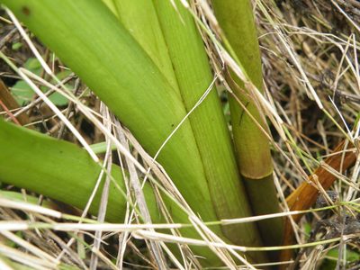 Eulophia angolensis, photographed by Antoinette Eyssell Knox