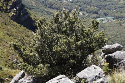 Podocarpus latifolius, photographed by Tony Rebelo