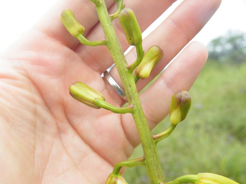 Eulophia angolensis, photographed by Antoinette Eyssell Knox