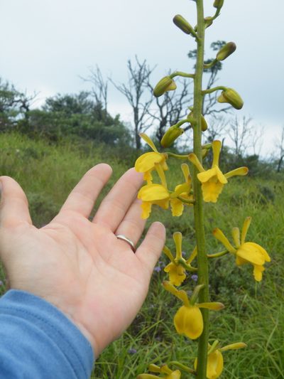 Eulophia angolensis, photographed by Antoinette Eyssell Knox