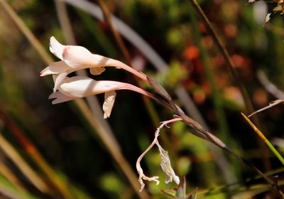 Gladiolus monticola, photographed by Tony Rebelo