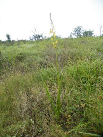 Eulophia angolensis, photographed by Antoinette Eyssell Knox