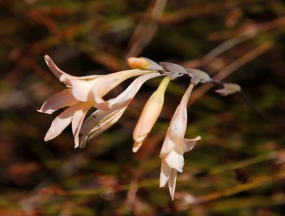 Gladiolus monticola, photographed by Tony Rebelo
