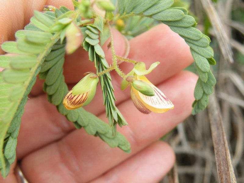 Aeschynomene rehmannii, photographed by Antoinette Eyssell Knox