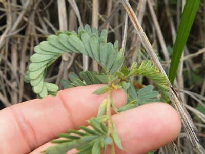 Aeschynomene rehmannii, photographed by Antoinette Eyssell Knox
