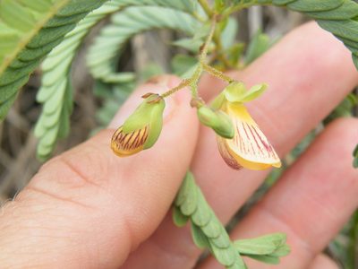 Aeschynomene rehmannii, photographed by Antoinette Eyssell Knox