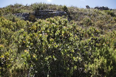Leucadendron strobilinum, photographed by Tony Rebelo