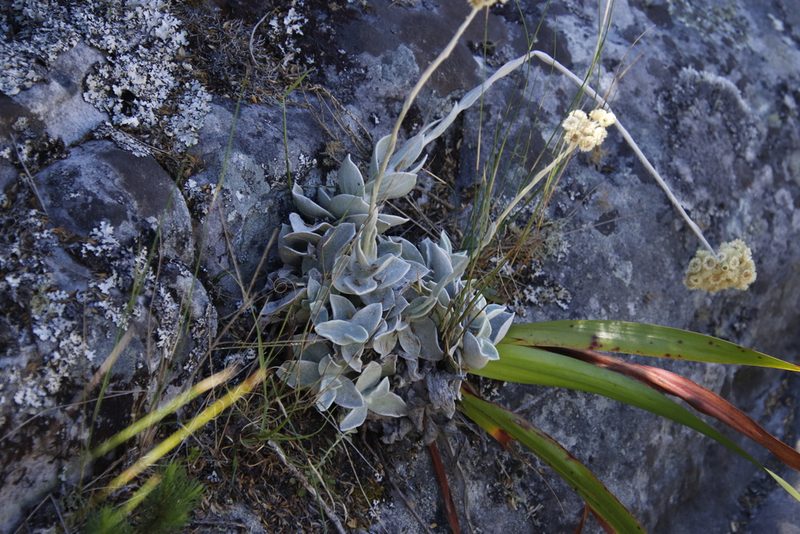 Helichrysum grandiflorum, photographed by Tony Rebelo