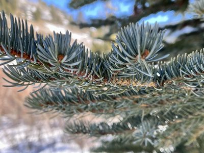 Picea pungens, photographed by Bob Walker