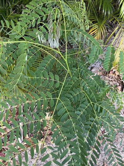 Albizia procera, photographed by Elliot Greiner