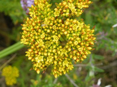 Crassula vaginata, photographed by Antoinette Eyssell Knox