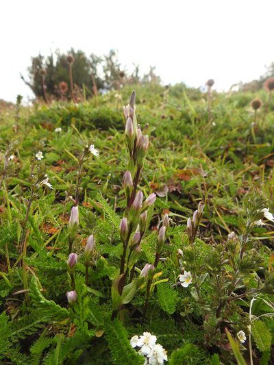 Gentianella magellanica, photographed by María Regina Silva