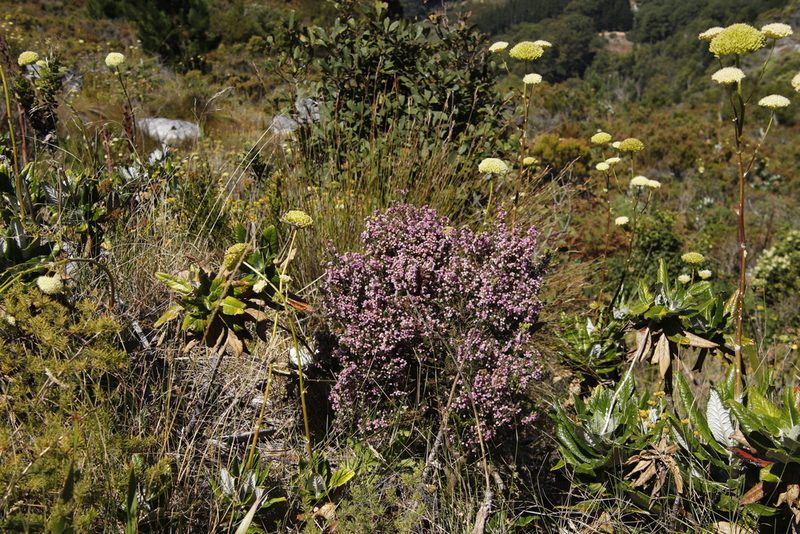 Erica hirtiflora, photographed by Tony Rebelo