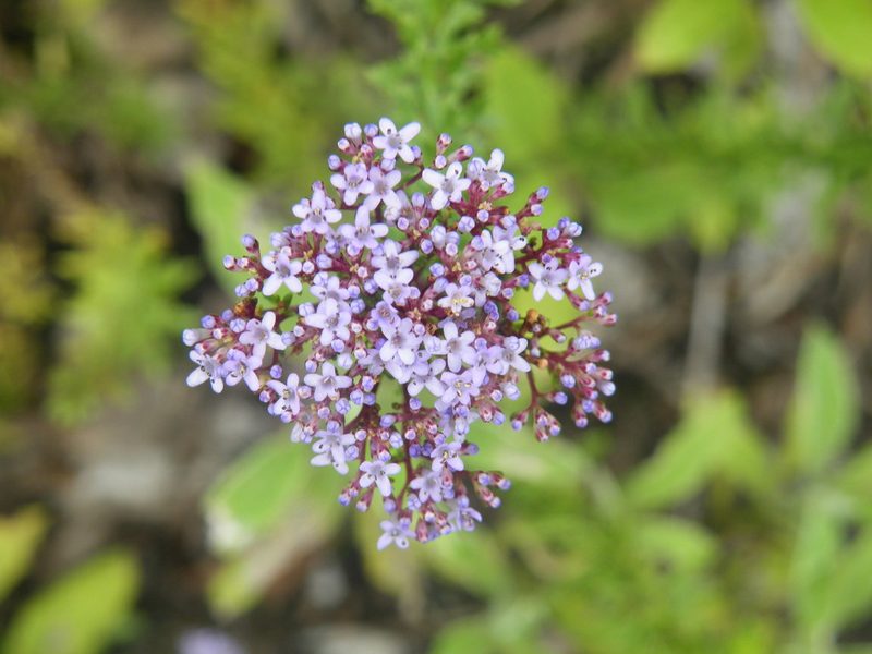 Tetraselago natalensis, photographed by Antoinette Eyssell Knox