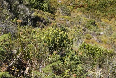 Leucadendron strobilinum, photographed by Tony Rebelo
