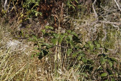 Rubus pinnatus, photographed by Tony Rebelo