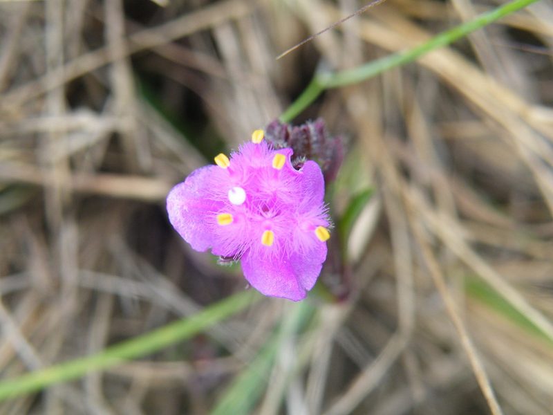 Cyanotis lapidosa, photographed by Antoinette Eyssell Knox