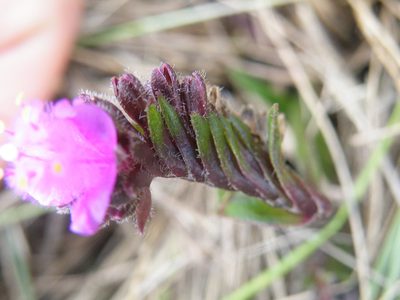 Cyanotis lapidosa, photographed by Antoinette Eyssell Knox