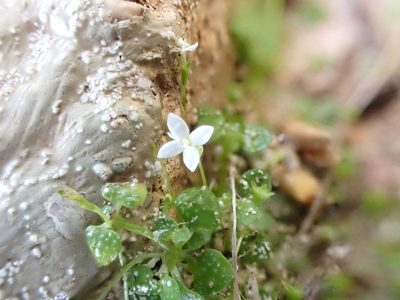 Oldenlandiopsis callitrichoides, photographed by Jean-Paul Boerekamps