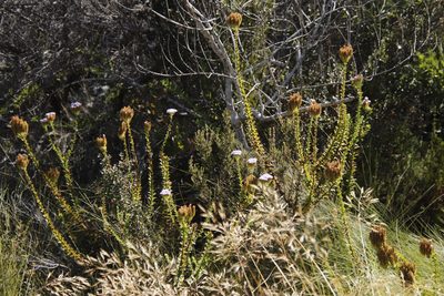 Pseudoselago serrata, photographed by Tony Rebelo