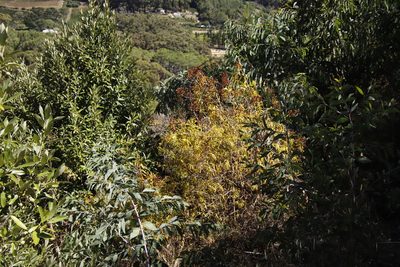Hypericum canariense, photographed by Tony Rebelo