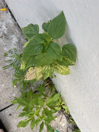 Acalypha poiretii, photographed by Elliot Greiner