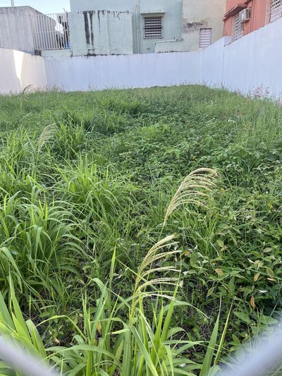 Digitaria insularis, photographed by Elliot Greiner