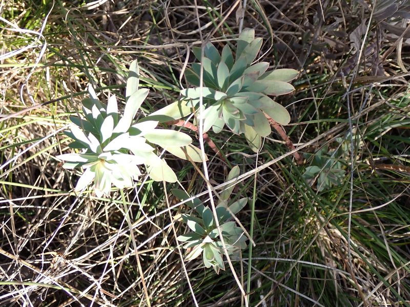 Euphorbia nicaeensis, photographed by David Delon