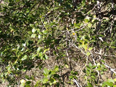 Phillyrea latifolia, photographed by David Delon