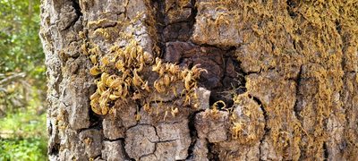 Dendroalsia abietina, photographed by Amthinkia