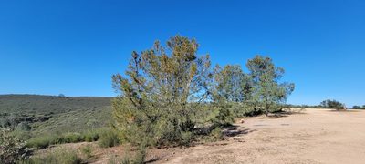 Pinus attenuata, photographed by Amthinkia