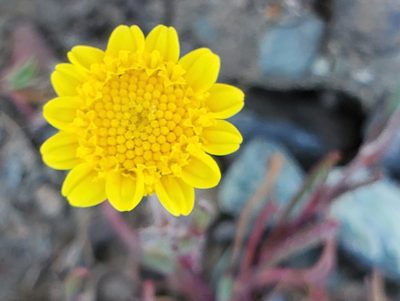 Lasthenia californica, photographed by Mary K. Hanson