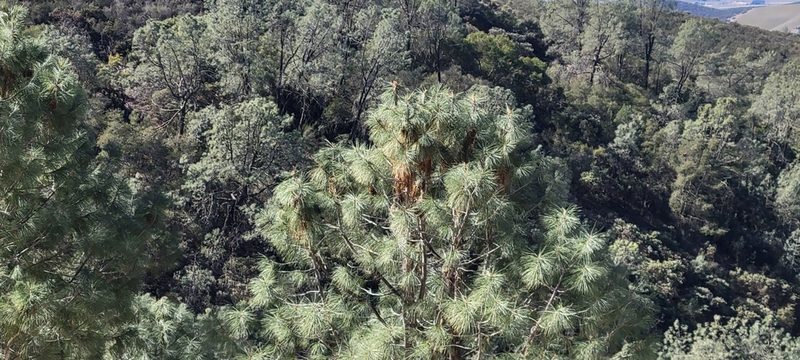 Pinus sabiniana, photographed by Amthinkia