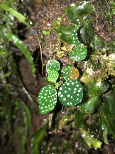 Peperomia hispidula, photographed by Skjold Søndergaard
