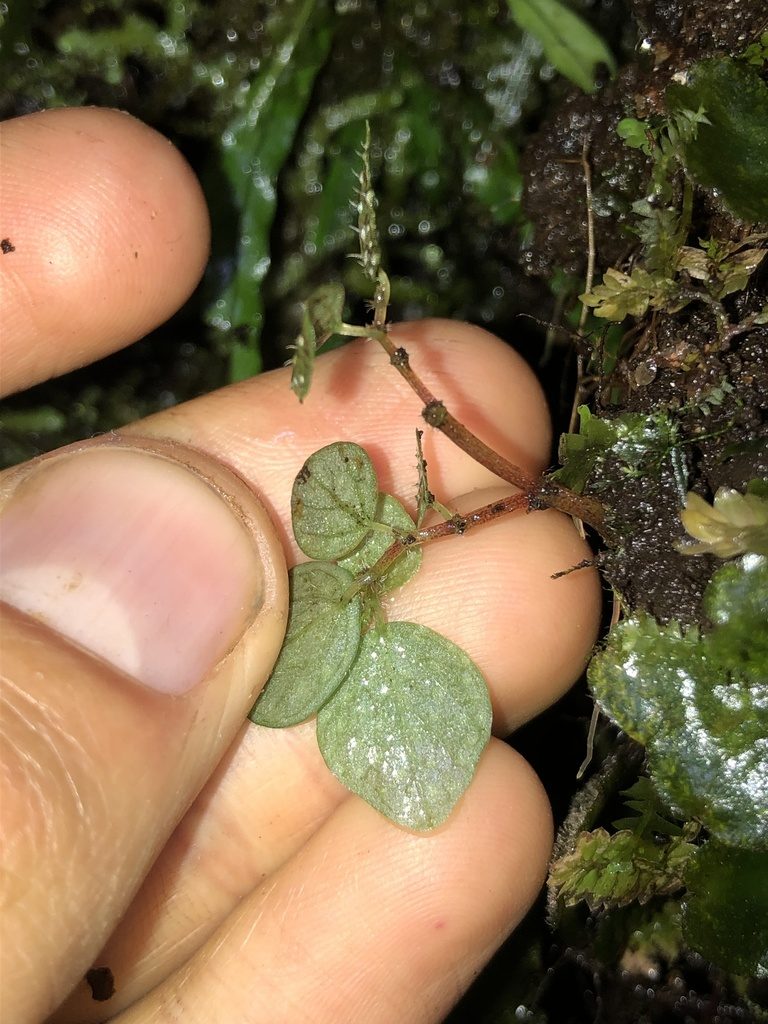 Peperomia hispidula, photographed by Skjold Søndergaard