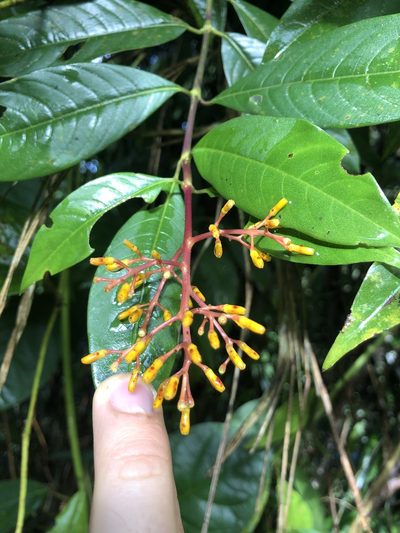 Palicourea thyrsiflora, photographed by Skjold Søndergaard