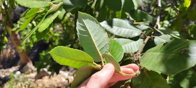 Notholithocarpus densiflorus, photographed by Amthinkia