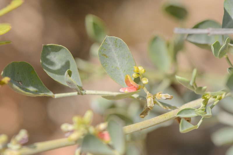Indigofera coerulea, photographed by Morten Ross