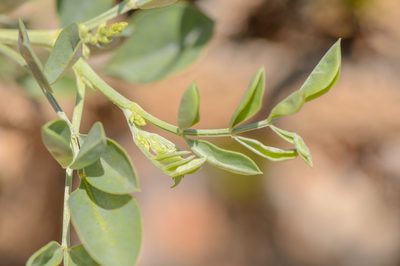 Indigofera coerulea, photographed by Morten Ross