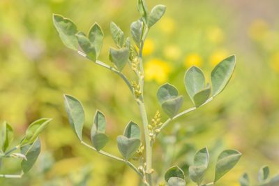Indigofera coerulea, photographed by Morten Ross