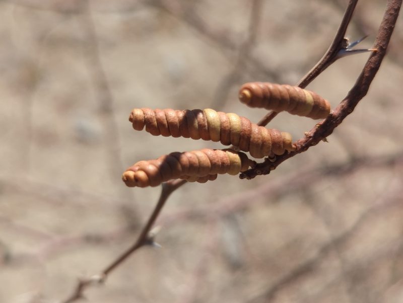 Strombocarpa pubescens, photographed by Alan Rockefeller