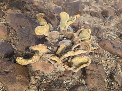 Opuntia basilaris, photographed by Alan Rockefeller