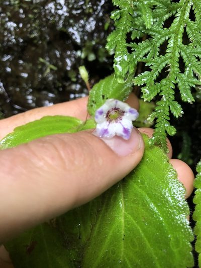 Diastema vexans, photographed by Skjold Søndergaard