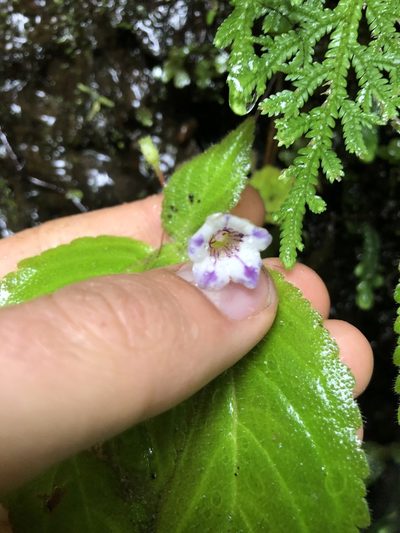 Diastema vexans, photographed by Skjold Søndergaard