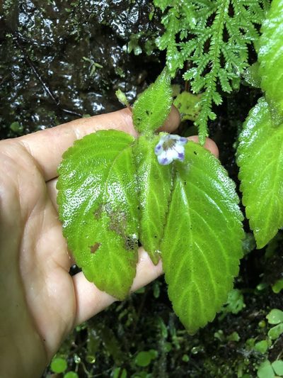 Diastema vexans, photographed by Skjold Søndergaard