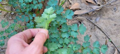 Thalictrum fendleri, photographed by Amthinkia