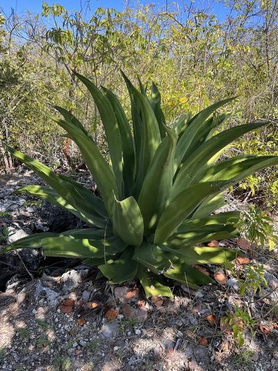 Agave caymanensis, photographed by caymanmatt
