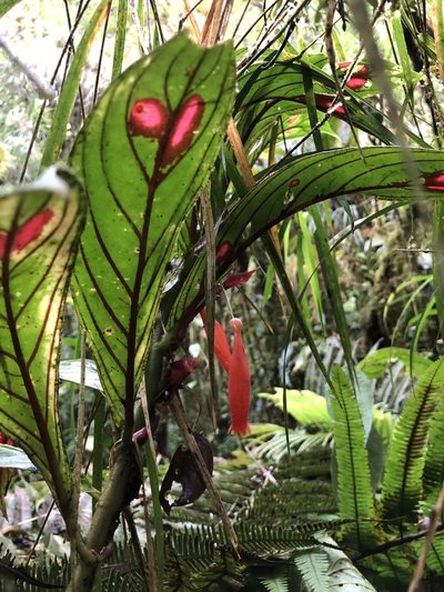 Columnea dimidiata, photographed by Skjold Søndergaard