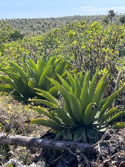 Agave caymanensis, photographed by caymanmatt